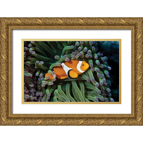 Fish III Gold Ornate Wood Framed Art Print with Double Matting by Peterson, Lee