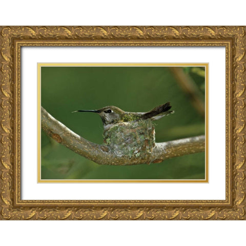 Hummingbird II Gold Ornate Wood Framed Art Print with Double Matting by Peterson, Lee