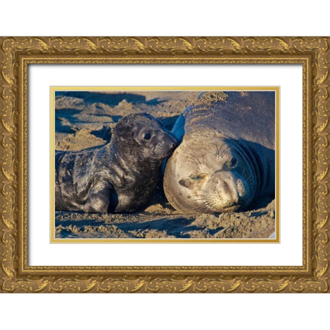 Elephant Seals I Gold Ornate Wood Framed Art Print with Double Matting by Peterson, Lee