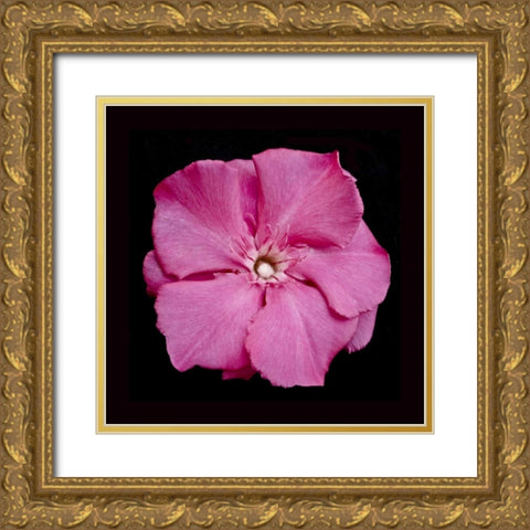 Pink Flower Gold Ornate Wood Framed Art Print with Double Matting by Peterson, Lee