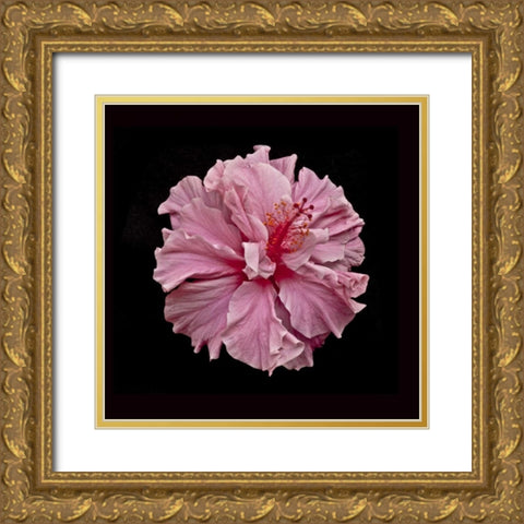 Pink Hibiscus Gold Ornate Wood Framed Art Print with Double Matting by Peterson, Lee