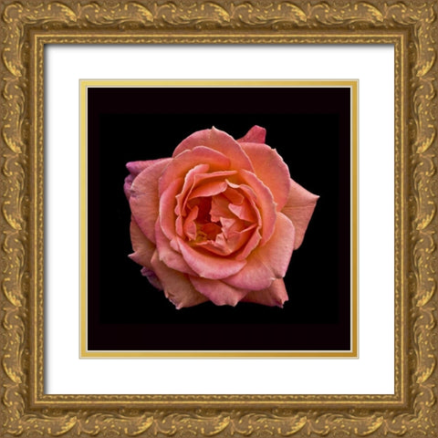 Peach Rose Gold Ornate Wood Framed Art Print with Double Matting by Peterson, Lee