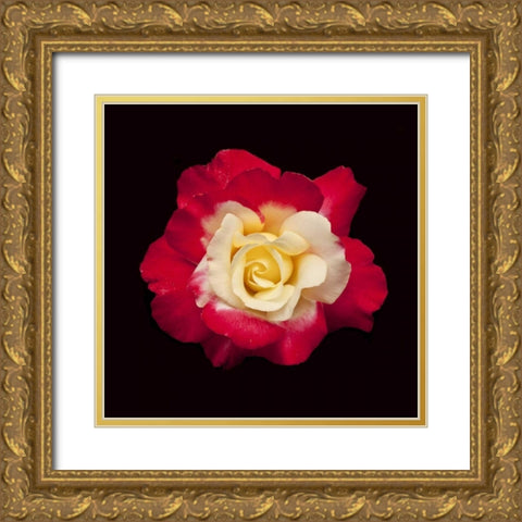 Red and White Rose Gold Ornate Wood Framed Art Print with Double Matting by Peterson, Lee