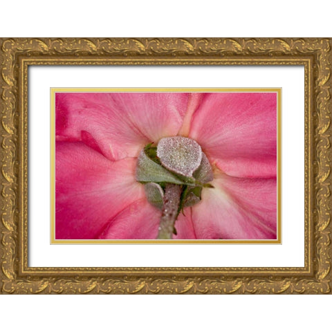 Rose Up Close I Gold Ornate Wood Framed Art Print with Double Matting by Peterson, Lee