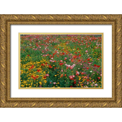 Wildflower Field Gold Ornate Wood Framed Art Print with Double Matting by Peterson, Lee