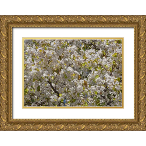 Tree Blossoms I Gold Ornate Wood Framed Art Print with Double Matting by Peterson, Lee
