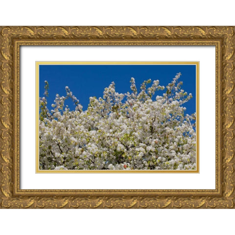 Tree Blossoms II Gold Ornate Wood Framed Art Print with Double Matting by Peterson, Lee