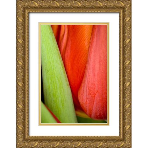 Tulip Detail I Gold Ornate Wood Framed Art Print with Double Matting by Peterson, Lee