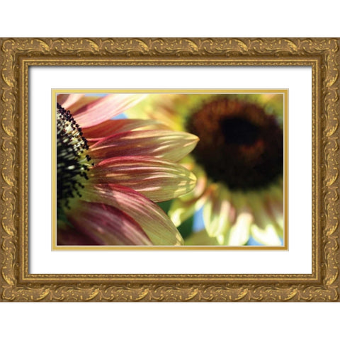 Sunflower II Gold Ornate Wood Framed Art Print with Double Matting by Putman, Tammy
