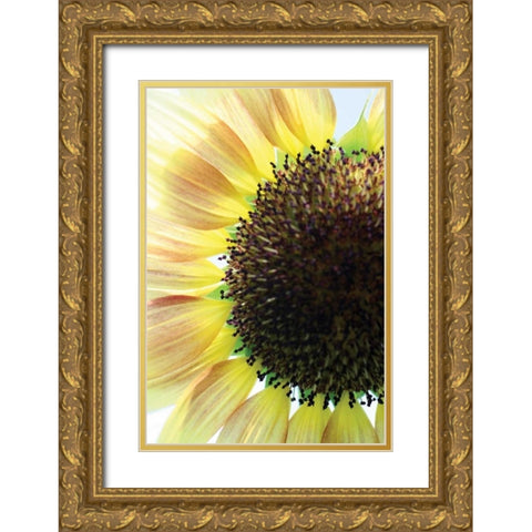 Sunflower VI Gold Ornate Wood Framed Art Print with Double Matting by Putman, Tammy