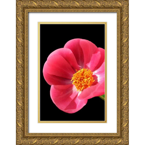 Pink Peony I Gold Ornate Wood Framed Art Print with Double Matting by Putman, Tammy