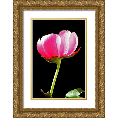 Pink Peony II Gold Ornate Wood Framed Art Print with Double Matting by Putman, Tammy