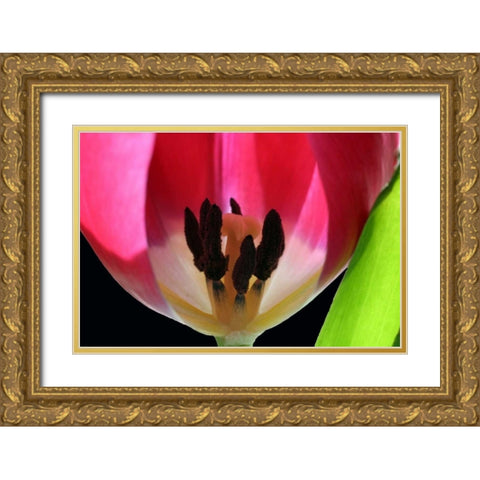 Pink Tulip Gold Ornate Wood Framed Art Print with Double Matting by Putman, Tammy