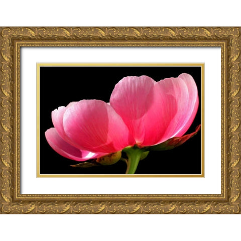 Pink Peony III Gold Ornate Wood Framed Art Print with Double Matting by Putman, Tammy