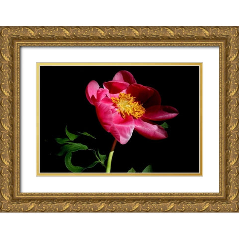 Pink Peony IV Gold Ornate Wood Framed Art Print with Double Matting by Putman, Tammy