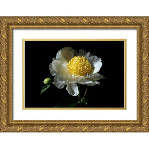 White Peony I Gold Ornate Wood Framed Art Print with Double Matting by Putman, Tammy
