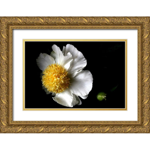 White Peony II Gold Ornate Wood Framed Art Print with Double Matting by Putman, Tammy