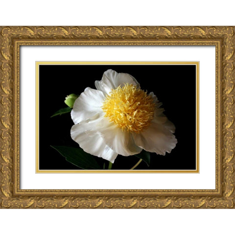 White Peony III Gold Ornate Wood Framed Art Print with Double Matting by Putman, Tammy