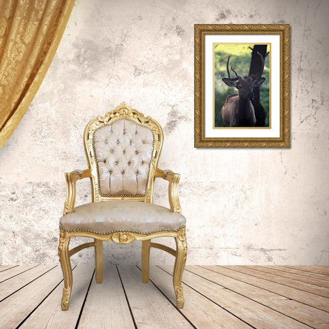 Elk I Gold Ornate Wood Framed Art Print with Double Matting by Putman, Tammy