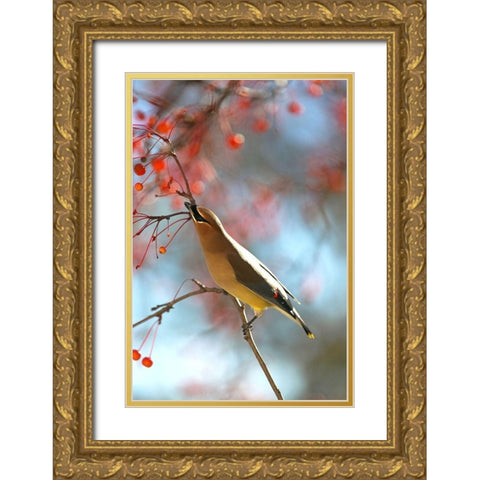 Cedar Wax Wing Gold Ornate Wood Framed Art Print with Double Matting by Putman, Tammy