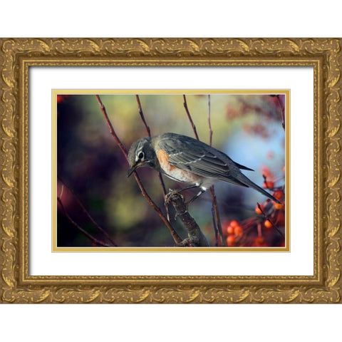 Robin the Berry III Gold Ornate Wood Framed Art Print with Double Matting by Putman, Tammy