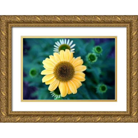 Cone Flowers II Gold Ornate Wood Framed Art Print with Double Matting by Putman, Tammy