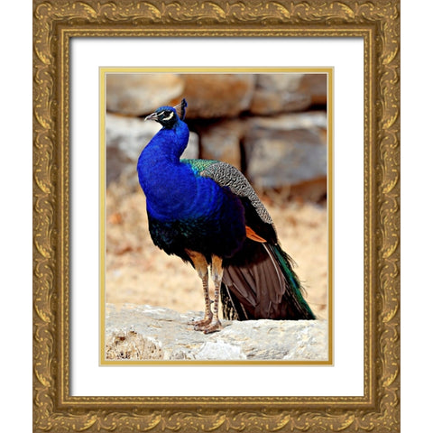 Posing Peacock III Gold Ornate Wood Framed Art Print with Double Matting by Putman, Tammy