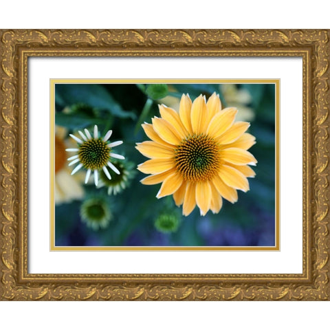 Daisies Gold Ornate Wood Framed Art Print with Double Matting by Putman, Tammy