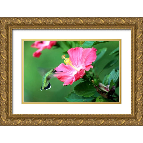 Hummingbird I Gold Ornate Wood Framed Art Print with Double Matting by Putman, Tammy