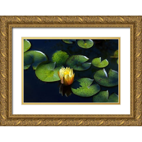 Yellow Water Lily Gold Ornate Wood Framed Art Print with Double Matting by Putman, Tammy