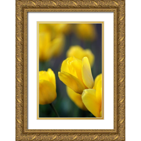 Yellow Tulips Gold Ornate Wood Framed Art Print with Double Matting by Putman, Tammy
