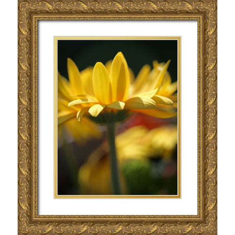 Yellow Daisies Gold Ornate Wood Framed Art Print with Double Matting by Putman, Tammy