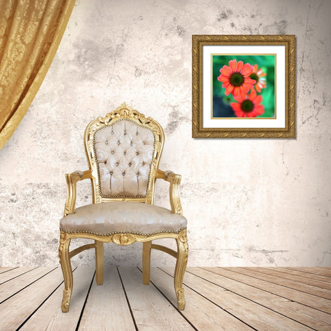 Red Daisies II Gold Ornate Wood Framed Art Print with Double Matting by Putman, Tammy