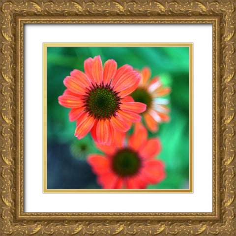 Red Daisies II Gold Ornate Wood Framed Art Print with Double Matting by Putman, Tammy