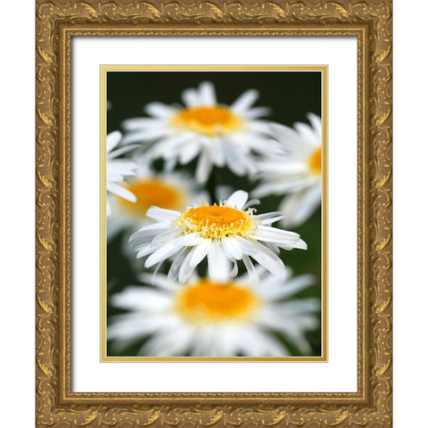 White Daisies Gold Ornate Wood Framed Art Print with Double Matting by Putman, Tammy