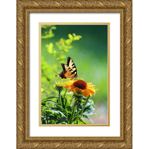 Eastern Tiger Swallowtail Gold Ornate Wood Framed Art Print with Double Matting by Putman, Tammy