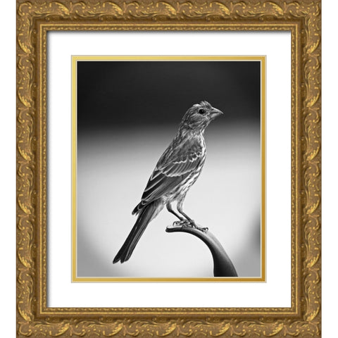 Finch III Gold Ornate Wood Framed Art Print with Double Matting by Putman, Tammy