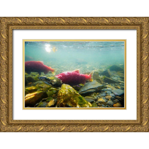 Sockeye Salmon I Gold Ornate Wood Framed Art Print with Double Matting by Stefko, Bob