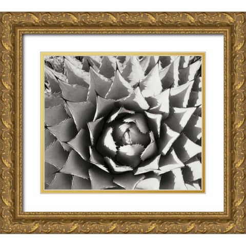 Agave I Gold Ornate Wood Framed Art Print with Double Matting by Stefko, Bob