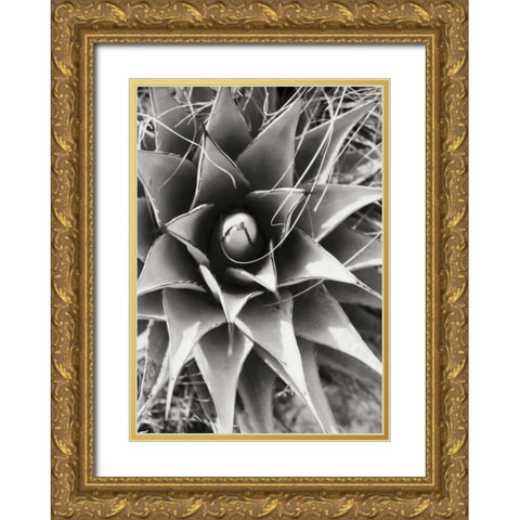 Agave Lechuguilla Gold Ornate Wood Framed Art Print with Double Matting by Stefko, Bob