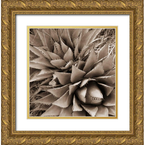 Desert Plants III Gold Ornate Wood Framed Art Print with Double Matting by Stefko, Bob