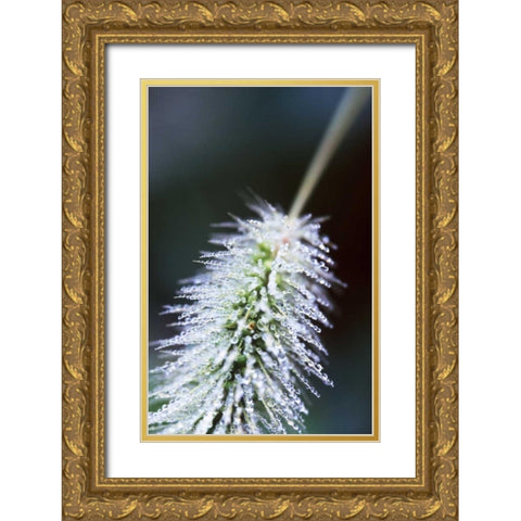 Fountain Grass I Gold Ornate Wood Framed Art Print with Double Matting by Stefko, Bob