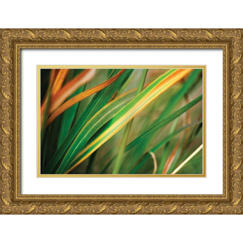 Grass in Fall I Gold Ornate Wood Framed Art Print with Double Matting by Stefko, Bob
