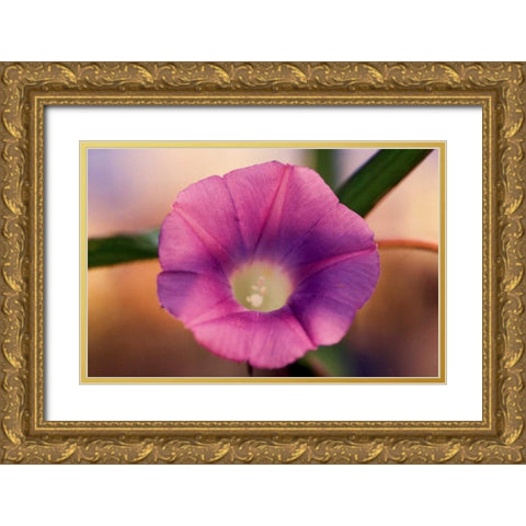 Morning Glory I Gold Ornate Wood Framed Art Print with Double Matting by Stefko, Bob