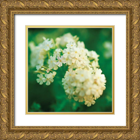 Chinese Snowball Gold Ornate Wood Framed Art Print with Double Matting by Stefko, Bob