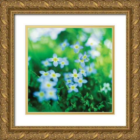 Blooms in Spring II Gold Ornate Wood Framed Art Print with Double Matting by Stefko, Bob