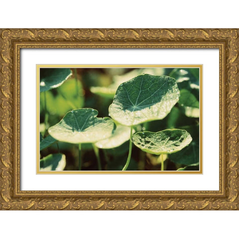 Nasturtium Leaves Gold Ornate Wood Framed Art Print with Double Matting by Stefko, Bob