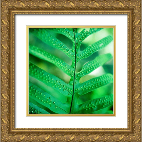Fiddlehead Fern Gold Ornate Wood Framed Art Print with Double Matting by Stefko, Bob