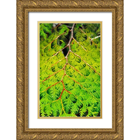 Western Red Cedar Gold Ornate Wood Framed Art Print with Double Matting by Stefko, Bob