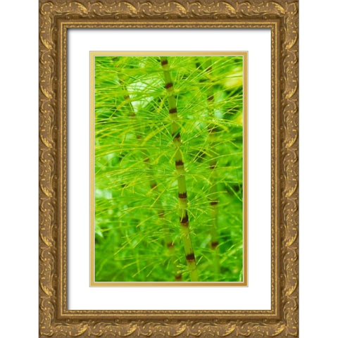 Horsetail Plant Gold Ornate Wood Framed Art Print with Double Matting by Stefko, Bob